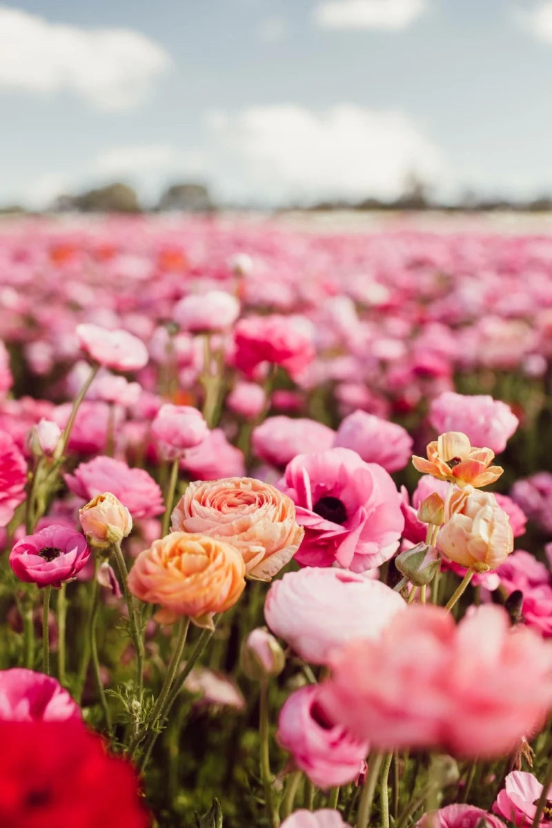 Flower Field