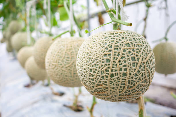 Japanese Melon